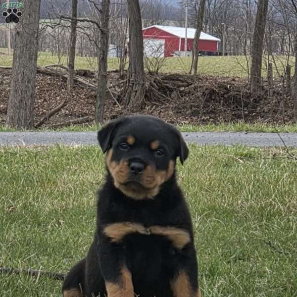 Mr Bubba, Rottweiler Puppy